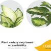 Dieffenbachia Live Plant Indoor, Easy Grow Light and Watering Houseplant, Potted in Indoors Garden Decor Plant Pot, Soil, Grower'S Choice, Home and Office Plants Decor, 12-14 Inches Tall - Image 3