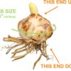 Garden State Bulb Mixed Oriental Lily Flower Bulbs, 14/16Cm (Bag of 20) - Image 3