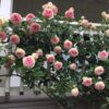 Eden Climber® Rose Plant - Climbing Pink Rose Bush, Own Root Rose Plants for Planting Outdoors - Image 4