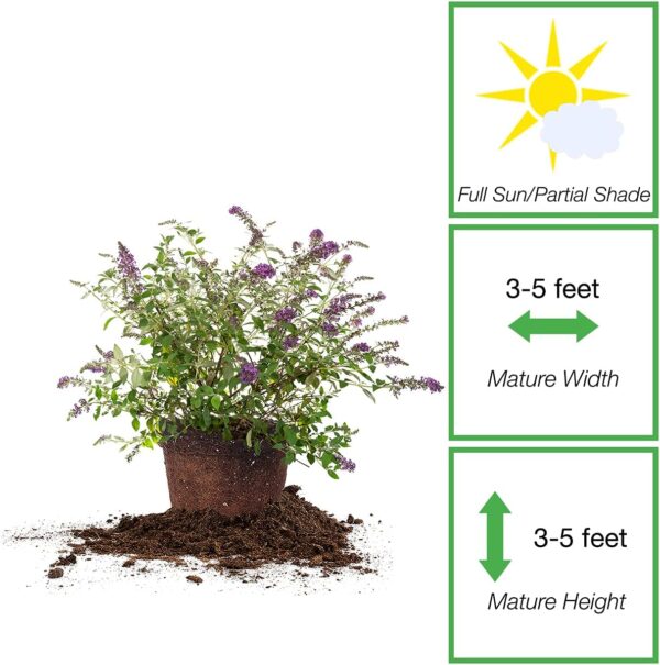 Nanho Butterfly Bush Fast Growing Extraordinary Bright Purple Flowers, 3 Gal, Low Maintenance - Image 2