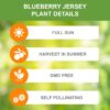 Garden State Bulb Jersey Blueberry, Live Bare Root, Non-Gmo (Bag of 2) - Image 5