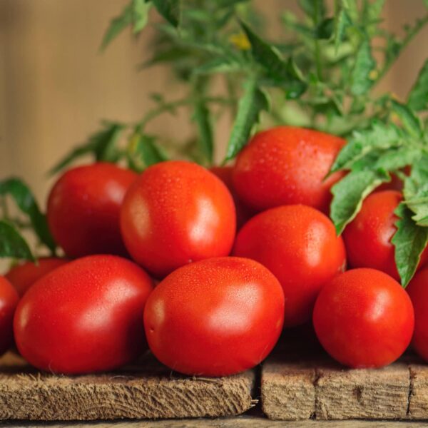 Roma Classic Paste Tomato - 4 Pack Live Plants, Great for Sauces, 3 Inch Long Fruit, Determinate, Non-Gmo - Image 3