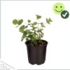 Live Aromatic and Healthy Herb - Eucalyptus (4 per Pack), Improved Breathing and Air Quality, 10" Tall by 3" Wide - Image 6