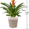 Just Add Ice JA5100 Live Orange Bromeliad Plant for Indoors in Ivo Jute Pottery, Long-Lasting Tropical Flower, Easy to Grow Gift for Wife, Mom, Bright Home Décor Houseplant, 5" Diameter, 16" Tall - Image 7