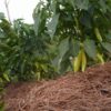 Sweet Banana Pepper Plant – Two (2) Live Plants – Not Seeds – Each 4" to 7" Tall- in 3.5 Inch Pots - Image 3