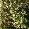 Confederate Jasmine Live Plant, 1 Gallon Pot, Includes Care Guide - Image 3