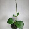 Hoya Kerrii with Heartshape Leaves Live Hoya Plant Great Gift for Mothers and Loved Ones Sweetheart Hoya Live Plant (Hoya Kerrii in 4" Pot, 7-10 Leaves Plant) - Image 4