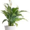 Peace Lily Live Indoor Plant, Clean Air Purifying Houseplant with Blooming Fresh Flowers, Decor Plant Pot, Valentine'S Day Gift, Anniversary, Housewarming, Room Decor, 15-Inches Tall