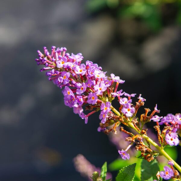 Nanho Butterfly Bush Fast Growing Extraordinary Bright Purple Flowers, 3 Gal, Low Maintenance - Image 5