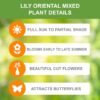Garden State Bulb Mixed Oriental Lily Flower Bulbs, 14/16Cm (Bag of 20) - Image 2