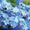 Forget Me Not Seeds - 5000 Seeds for Ground Cover for Tulips and Other Bulbs - Image 3