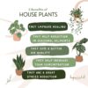 Lemon Lime Prayer Plant, Lemon Lime Maranta, Live Indoor Plant, Easy to Care and Rare Variety 4 Inch Pot - - Image 7