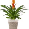 Just Add Ice JA5100 Live Orange Bromeliad Plant for Indoors in Ivo Jute Pottery, Long-Lasting Tropical Flower, Easy to Grow Gift for Wife, Mom, Bright Home Décor Houseplant, 5" Diameter, 16" Tall