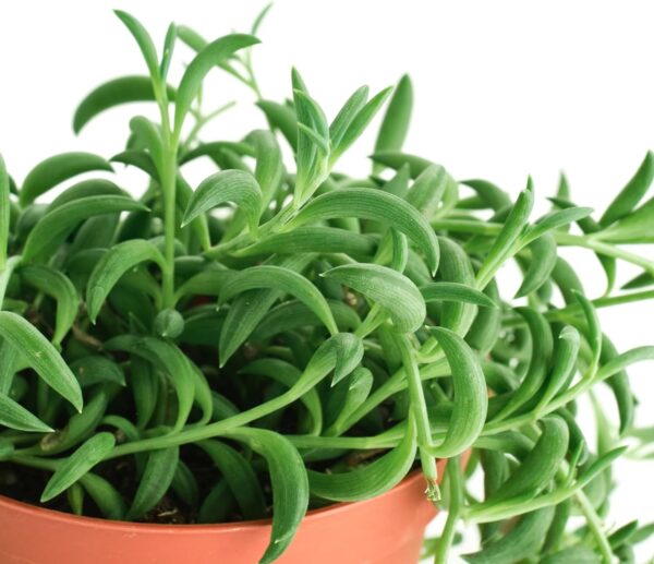 String of Bananas Hanging Succulent, Senecio Radicans, Fully Rooted Live 4" Succulent Plant, Low Maintenance Indoor Plant, Trailing Succulents, Gift & Garden - Image 3