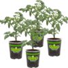 Husky Cherry Red Tomato Live Vegetable Plants - 4 Pack, Non-Gmo, Bite Sized, Disease Resistant