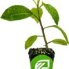 Longevity Spinach Live Plant - Gynura Procumbens -  Nutrient-Rich Live Vegetable Plants - Vibrant & Healthy Plants, Easy to Grow & Maintain - Ideal for Outdoor & Indoor Planting - Image 2