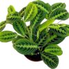 Lemon Lime Prayer Plant, Lemon Lime Maranta, Live Indoor Plant, Easy to Care and Rare Variety 4 Inch Pot -