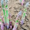 10 Roots Washington Asparagus Bare Living Seedling Plants - Passion in the Garden Green Spears Tipped Vegetable for Home and Garden Planting - Image 2
