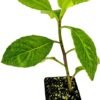 Longevity Spinach Live Plant - Gynura Procumbens -  Nutrient-Rich Live Vegetable Plants - Vibrant & Healthy Plants, Easy to Grow & Maintain - Ideal for Outdoor & Indoor Planting