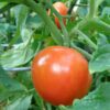 Better Boy Tomato: 4 Pack Live Vegetable Plants, Disease Resistant, Large 16 Oz Fruit Size, Non-Gmo, Red - Image 4