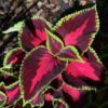 100+ Rare Mixed Coleus Flowers Seeds Rainbow Coleus Wizard Mixed Perennial Foliage Plant - Image 5
