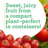 Husky Cherry Red Tomato Live Vegetable Plants - 4 Pack, Non-Gmo, Bite Sized, Disease Resistant - Image 4