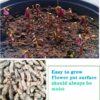 12PCS Purple Shamrocks Bulbs Good Luck Plant, Purple Oxalis Bulbs for Planting Grows Indoor or Outdoor, Oxalis Triangularis Bulbs the Novice Gardener'S Choice - Image 4