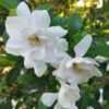 Jubilation Gardenia, 2.5 Quart, White Fragrant Blooms and Glossy Green Foliage - Image 2