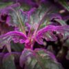 Purple Passion Plant - Royal Velvet Plant - 2 Live Starter Plants in 2 Inch Pots - Gynura Aurantica - Rare Indoor Houseplant - Image 6