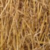 Premium 100% Natural Wheat Straw Grass Harvested 2022, Farmer Direct- Excellent Animal Bedding, Garden Cover, Mulch and Farm Wheat Straw 5Lbs. Straw Shipped - Image 3