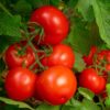 8-8-8 Triple Play Tomato & Vegetable Plant Food, Covers 250 Sq. Ft. - Image 4