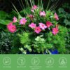 Live Pink Dipladenia Mandevilla Plant with Colorful Flowers, Plant Pot for Home and Garden Decor, 6" Pot - Image 6