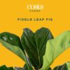Fiddle Leaf Fig Tree, Live Indoor Ficus Lyrata Plant in Indoors Garden Plant Pot, Houseplant in Potting Soil, Housewarming, Birthday Gift, Office, Home, and Room Decor, 10-12 Inches Tall - Image 3