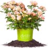 Peach Drift Rose Live Plant, 1 Gallon, Includes Care Guide