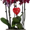 Just Add Ice JA5133 Purple Orchid with Red Heart in Silver Ceramic - Long-Lasting Flowers, Purple Decor, Live Flower Gift for Mother'S Day, Anniversary, Valentine'S Day, Love - 10" Diameter, 25" Tall