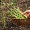 Mary Washington Live Asparagus Bare Root Plants - 2Yr Crowns - (20 Crowns) Can Not Ship to California. - Image 3
