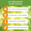 Garden State Bulb Asiatic Lily Red Velvet Flower Bulbs, 14/16Cm (Bag of 30) - Image 3