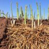 10 Roots Washington Asparagus Bare Living Seedling Plants - Passion in the Garden Green Spears Tipped Vegetable for Home and Garden Planting - Image 4