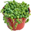 Live Succulent (4" String of Pearls), Succulents Plants Live, Succulent Plants Fully Rooted, Rare House Plant for Home Office Decoration, DIY Projects, Party Favor Gift by
