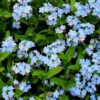 Forget Me Not Seeds - 5000 Seeds for Ground Cover for Tulips and Other Bulbs - Image 4