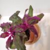 Purple Passion Plant - Royal Velvet Plant - 2 Live Starter Plants in 2 Inch Pots - Gynura Aurantica - Rare Indoor Houseplant - Image 5