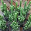 Fairy Castle Cactus - Live Plant in a 3 Inch Pot - Cereus Tetragonus - Beautiful Indoor Outdoor Cacti Succulent Houseplant - Image 4
