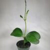 Hoya Kerrii with Heartshape Leaves Live Hoya Plant Great Gift for Mothers and Loved Ones Sweetheart Hoya Live Plant (Hoya Kerrii in 4" Pot, 7-10 Leaves Plant) - Image 6