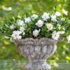 Jubilation Gardenia, 2.5 Quart, White Fragrant Blooms and Glossy Green Foliage - Image 3