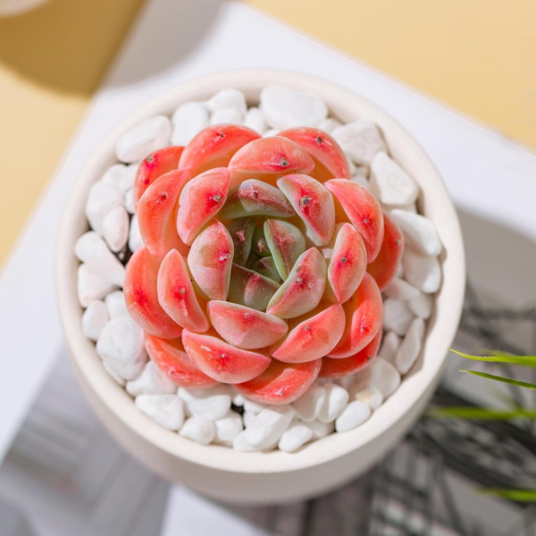 Echeveria Strawberry Almond Rare Live Succulent Plants, Mini Pink 1 Head 2" Live Plant, Package without Pot Soil, Garden Indoor Office Desk Wedding Party Baby Shower Decoration Friend Plant Lover Gift - Image 3