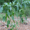 Anaheim Pepper Plant- Two (2) Live Plants – Not Seeds – in 3.5 Inch Pots - Image 4