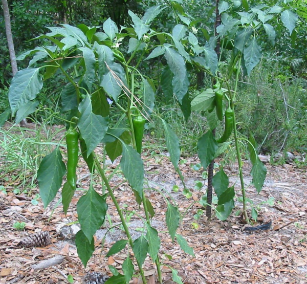 Anaheim Pepper Plant- Two (2) Live Plants – Not Seeds – in 3.5 Inch Pots - Image 4