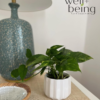 Pothos Marble Queen Live Plant (7-11 Inches Tall) in Growers Pot - Image 5