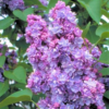 Lilac Bushes Live Plant Syringa 4" Pot, Purple Lilacflowers Well Rooted, Perennial Flower Ready to Plant - Image 3