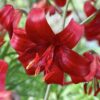 Garden State Bulb Asiatic Lily Red Velvet Flower Bulbs, 14/16Cm (Bag of 30)